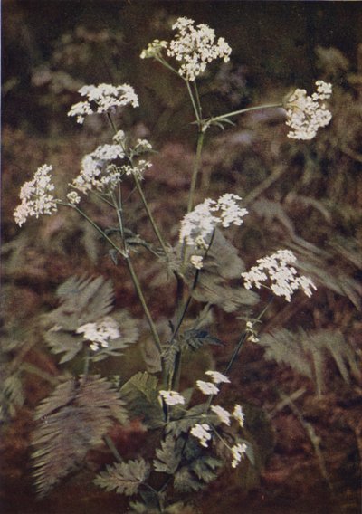 Kır çiçekleri: Hedge Maydanoz (renkli fotoğraf) by Charles Essenhigh Corke