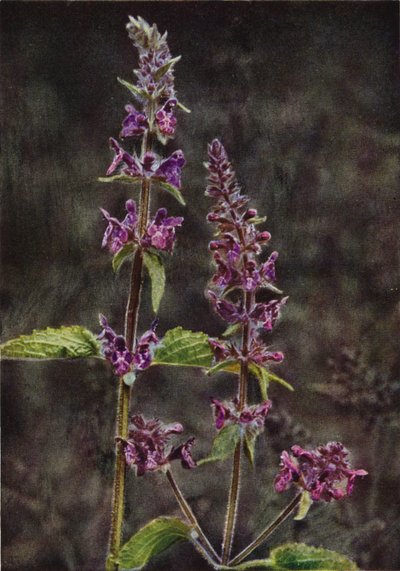 Kır çiçekleri: Hedge Stachys (renkli fotoğraf) by Charles Essenhigh Corke