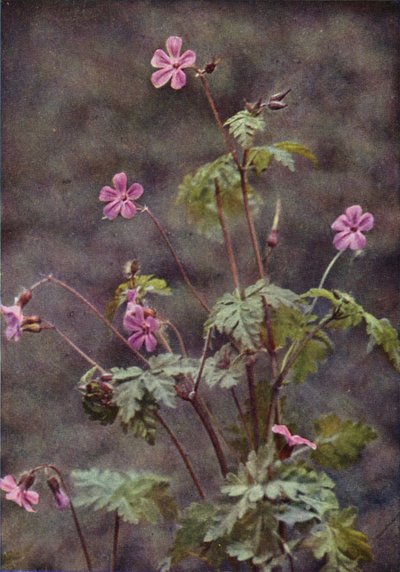 Kır çiçekleri: Herb Robert (renkli fotoğraf) by Charles Essenhigh Corke