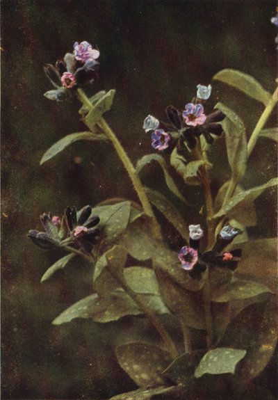 Kır çiçekleri: Lungwort (renkli fotoğraf) by Charles Essenhigh Corke