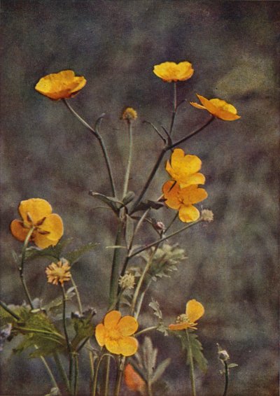 Kır çiçekleri: Çayır Düğün Çiçeği (renkli fotoğraf) by Charles Essenhigh Corke