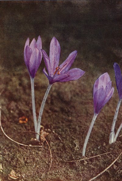 Kır çiçekleri: Çayır Safranı (renkli fotoğraf) by Charles Essenhigh Corke