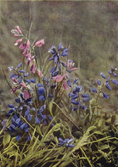 Kır çiçekleri: Milkwort (renkli fotoğraf) by Charles Essenhigh Corke