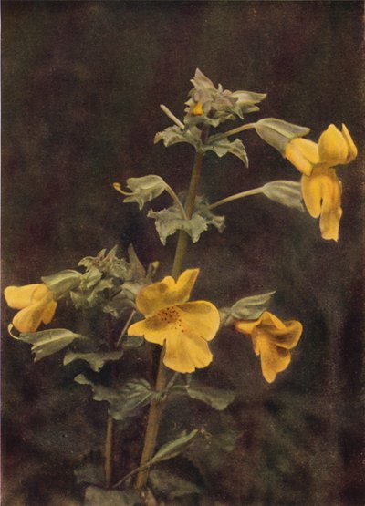 Kır çiçekleri: Maymun Çiçeği (renkli fotoğraf) by Charles Essenhigh Corke