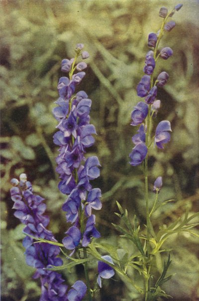 Kır çiçekleri: Monkshood (renkli fotoğraf) by Charles Essenhigh Corke