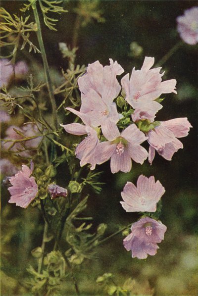 Kır çiçekleri: Misk Ebegümeci (renkli fotoğraf) by Charles Essenhigh Corke
