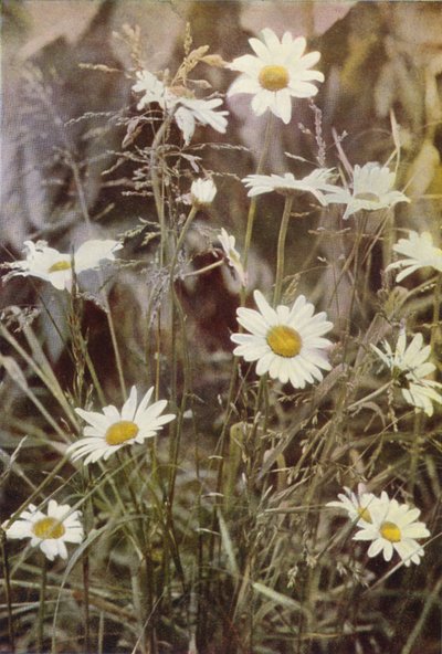 Kır çiçekleri: Ox-Eye Daisy (renkli fotoğraf) by Charles Essenhigh Corke