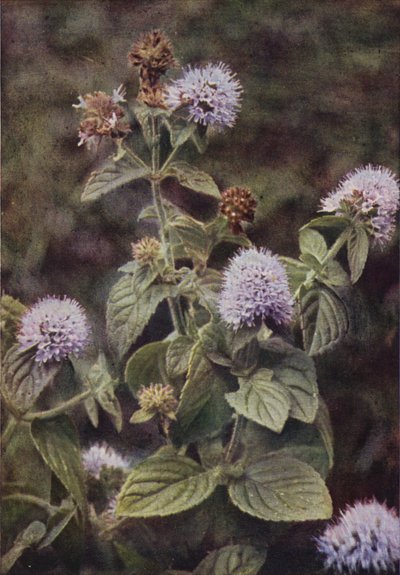 Kır çiçekleri: Biber-Nane (renkli fotoğraf) by Charles Essenhigh Corke