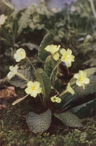 Kır çiçekleri: Primrose (renkli fotoğraf) by Charles Essenhigh Corke