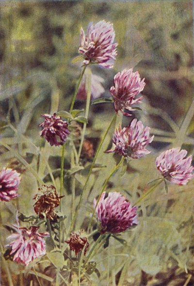 Kır çiçekleri: Kırmızı Yonca (renkli fotoğraf) by Charles Essenhigh Corke