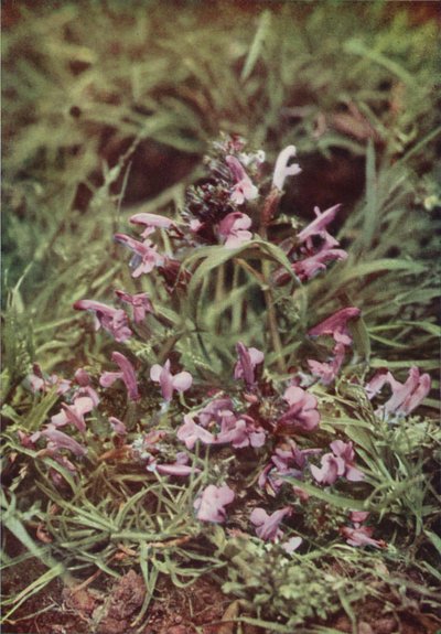 Kır çiçekleri: Kırmızı Çıngırak (renkli fotoğraf) by Charles Essenhigh Corke