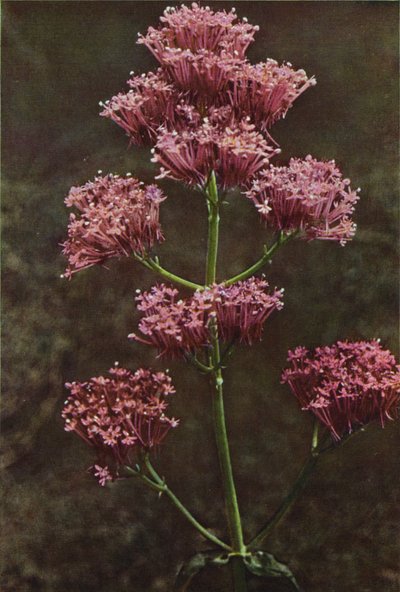 Kır çiçekleri: Kırmızı Kediotu (renkli fotoğraf) by Charles Essenhigh Corke