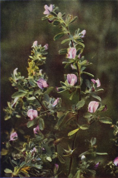Kır çiçekleri: Dinlenme Tırmığı (renkli fotoğraf) by Charles Essenhigh Corke
