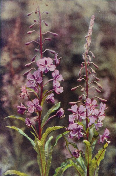 Kır çiçekleri: Rose-Bay Willow Herb (renkli fotoğraf) by Charles Essenhigh Corke