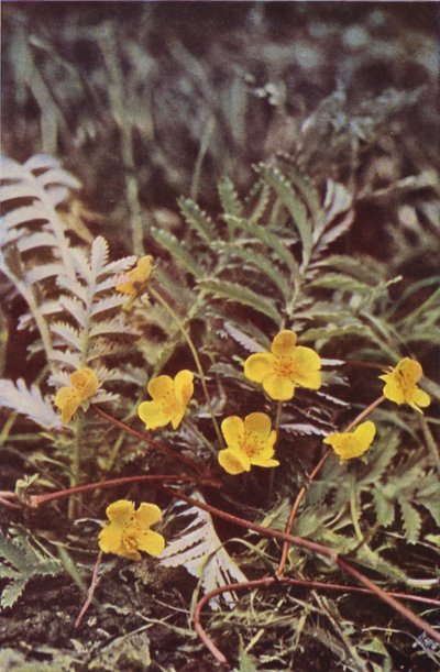 Kır çiçekleri: Silverweed (renkli fotoğraf) by Charles Essenhigh Corke