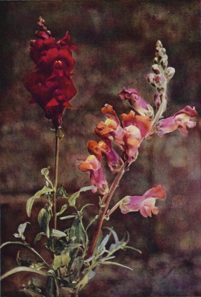 Kır çiçekleri: Aslanağzı (renkli fotoğraf) by Charles Essenhigh Corke