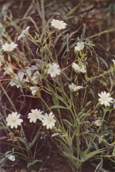 Kır çiçekleri: Stitchwort (renkli fotoğraf) by Charles Essenhigh Corke