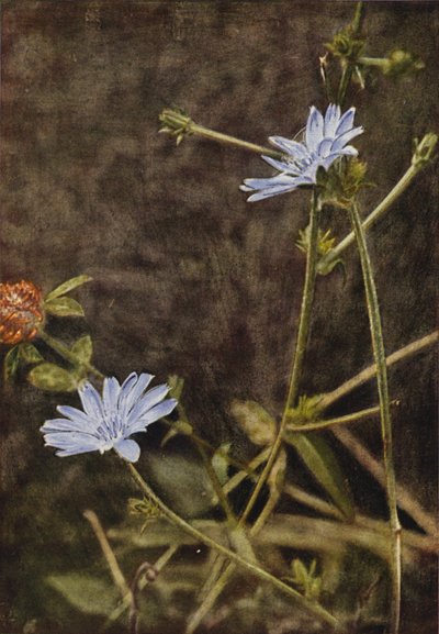 Kır çiçekleri: Succory (renkli fotoğraf) by Charles Essenhigh Corke