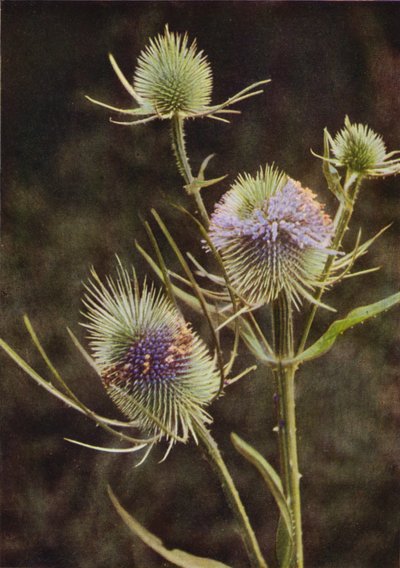 Kır çiçekleri: Teasel (renkli fotoğraf) by Charles Essenhigh Corke