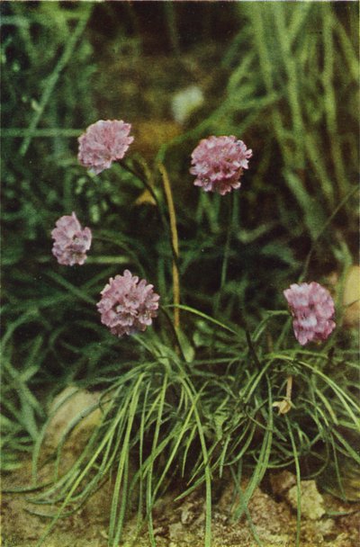 Kır çiçekleri: Tasarruf (renkli fotoğraf) by Charles Essenhigh Corke