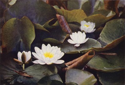 Kır çiçekleri: Beyaz Nilüfer (renkli fotoğraf) by Charles Essenhigh Corke