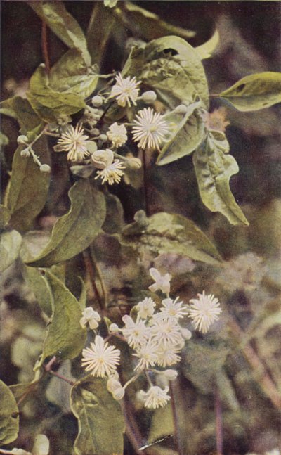 Kır çiçekleri: Yabani Akasma (renkli fotoğraf) by Charles Essenhigh Corke