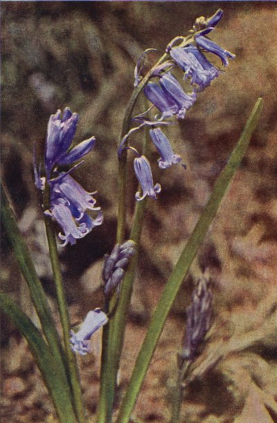 Kır çiçekleri: Yabani Sümbül (renkli fotoğraf) by Charles Essenhigh Corke