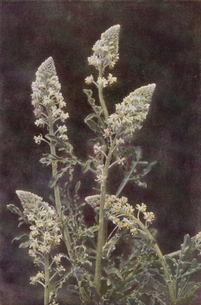 Kır çiçekleri: Yabani Mignonette (renkli fotoğraf) by Charles Essenhigh Corke