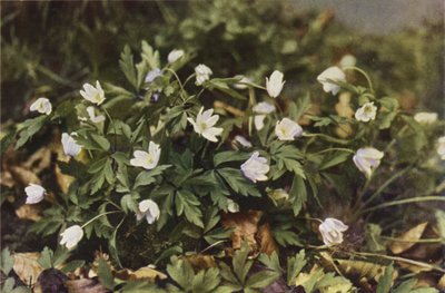 Kır çiçekleri: Ahşap Anemon (renkli fotoğraf) by Charles Essenhigh Corke