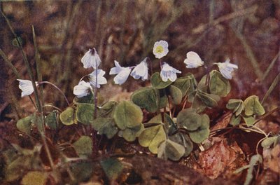 Kır çiçekleri: Odun Kuzukulağı (renkli fotoğraf) by Charles Essenhigh Corke