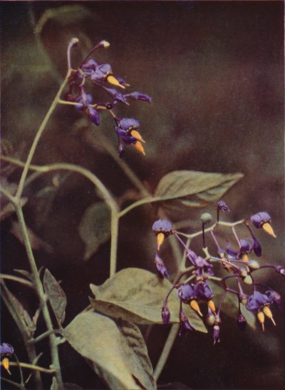 Kır çiçekleri: Woody itüzümü (renkli fotoğraf) by Charles Essenhigh Corke