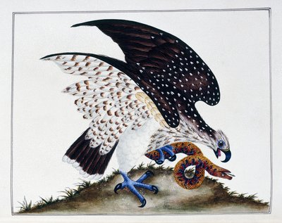 Yılanlı yırtıcı kuş, 1808-21 by Charles Hayes