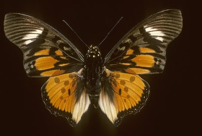 akreoidler by Augustus Kollner
