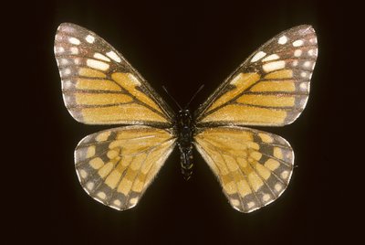 baronya brevicornis by Augustus Kollner