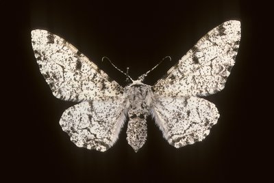 Betularia biston/Huş Phalene by Augustus Kollner