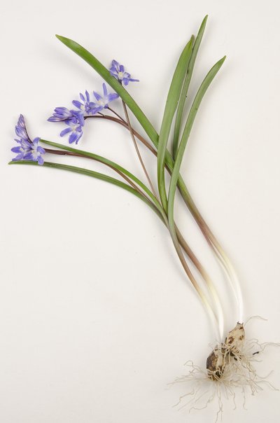 Botanik tahtası/Chionodoxa forbesii/Chionodoxa luciliae/Karın Zaferi by Augustus Kollner