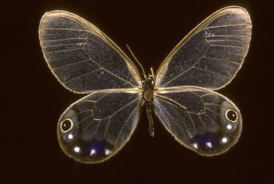 Zümrüt/Zümrüt Cithaerias by Augustus Kollner