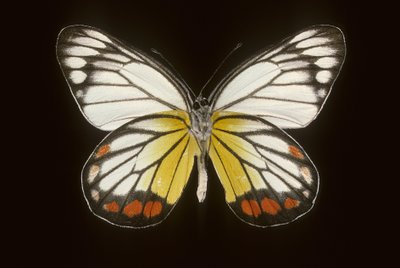 Delias hyparete/Erkek by Augustus Kollner