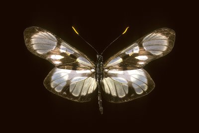 Deformite tanımlı by Augustus Kollner
