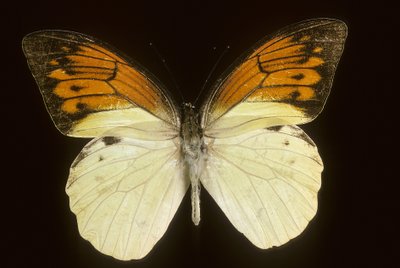 Hebomoia leukippe sülfürea by Augustus Kollner