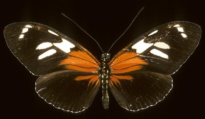 Heliconius burneyi catherina/Heliconie by Augustus Kollner
