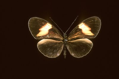 Heliconius melpomene/Heliconie melpomene by Augustus Kollner