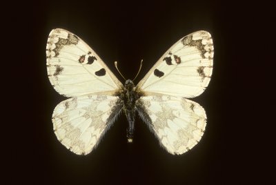 hipermnestra helios by Augustus Kollner