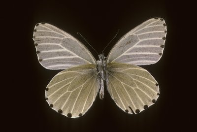 milotris by Augustus Kollner