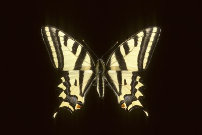 Papilio alexanor/Alexanor by Augustus Kollner