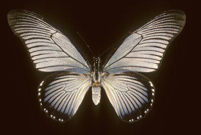 Papilio zalmoxis/Yelkenli mavisi by Augustus Kollner