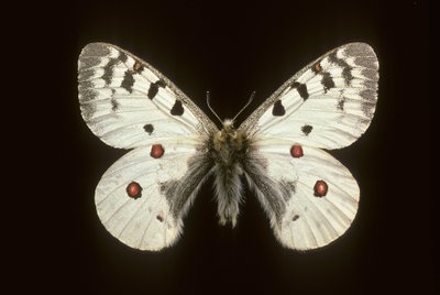 Parnassius phoebus/Küçük apollo by Augustus Kollner