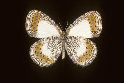 fizikçi by Augustus Kollner