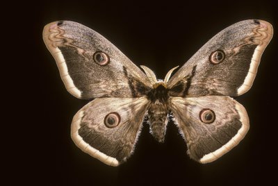 Saturnia pyri/Harika gece tavus kuşu by Augustus Kollner