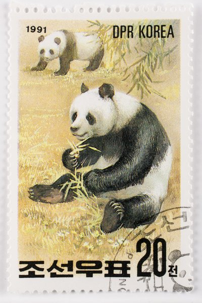 Pul/Kuzey Kore/Ailuropoda melanoleuca/Grand panda/Dev Panda by Augustus Kollner